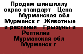 Продам шиншиллу, окрас стандарт › Цена ­ 900 - Мурманская обл., Мурманск г. Животные и растения » Грызуны и Рептилии   . Мурманская обл.,Мурманск г.